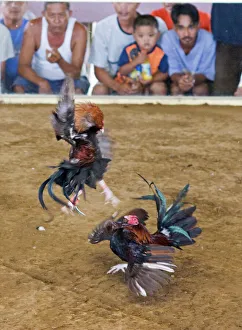 Cock-fight at Narra on Palawan Philippines