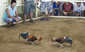 Cock-fight at Narra on Palawan Philippines