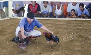 Cockerel Prints: Cock-fight at Narra on Palawan Philippines - refferee holding both cocks towards end of fight
