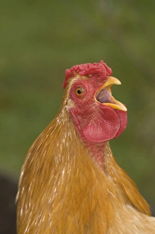 Calling Prints: Cockerel crowing Cornwall UK