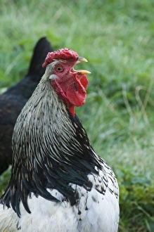 Cockerel crowing (Light Sussex) Cornwall