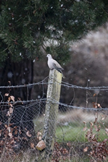 Wildlife Prints: Collared Dove on garden fence Norfolk winter