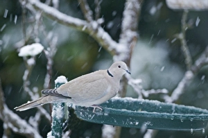 Collared Dove Streptopelia decaocto at bird bath in garden winter Collared Dove Streptopelia decaocto at bird bath in garden winter