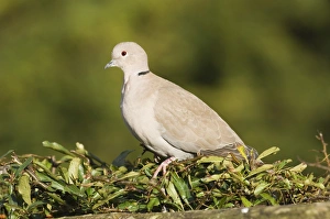 Collared Dove Streptopelia decaocto on garden hedge UK winter Collared Dove Streptopelia decaocto on garden hedge UK winter