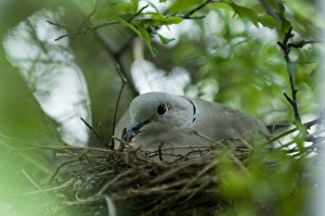 Collared Dove Streptopelia decaocto on nest in garden UK summer Collared Dove Streptopelia decaocto on nest in garden UK summer