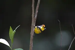 Central America Prints: Collared Redstart Myiborus torquatus Savegre Costa Rica
