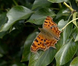 Prints of Comma Butterfly Kent spring Images Dated 2009 December: Comma Butterfly Kent spring