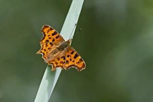 Insect Prints: Comma Butterfly Polygonia c-album Norfolk
