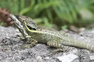 Central America Prints: Common Basilisk Basiliscus basiliscus Peten Guatemala