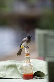 Common Bulbul Pycnonotus babatus perched on chili sauce bottle Governors Camp Masai Common Bulbul Pycnonotus babatus perched on chili sauce bottle Governors Camp Masai