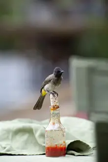 Wildlife Prints: Common Bulbul Pycnonotus babatus perched on chili sauce bottle Governors Camp Masai