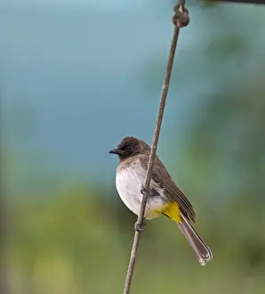 Common Bulbul Pycnonotus barbatus Masai Mara Kenya
