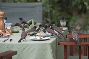 Common Bulbuls Pycnonotus babatus scavenging for scraps on table in safari lodge Common Bulbuls Pycnonotus babatus scavenging for scraps on table in safari lodge