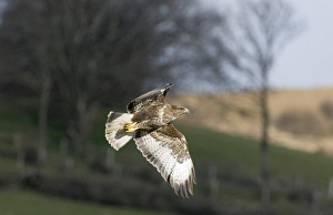 Mountain Prints: Common Buzzard Buteo buteo Mid Wales March