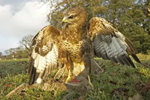 Buzzard Prints: Common Buzzard Buteo buteo on rabbit Yorkshire Dales UK autumn