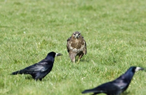 Common Buzzard Buteo buteo about to steal carrion from Rooks Wales spring Common Buzzard Buteo buteo about to steal carrion from Rooks Wales spring