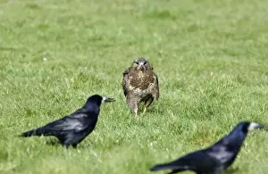 Raptor Prints: Common Buzzard Buteo buteo about to steal carrion from Rooks Wales spring