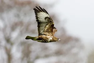 Trending: Common Buzzard Buteo buteo Wales winter