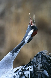 Calling Prints: Common Crane, Grus grus, calling at dawn, Hornsborga, Sweden, spring