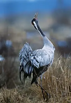 : Common Crane Grus grus calling at Hornsborgajon Sweden April