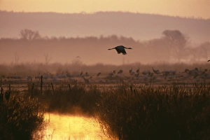 Crane Prints: Common Crane, Grus grus, dawn, Hornsborga, Sweden, spring