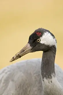 Common Crane Grus grus feeding in potato field near Lakenheath Norfolk spring