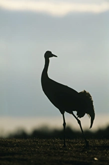 Silhouetted Prints: Common Crane Grus grus Norfolk May