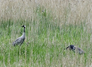 Common Crane Grus grus pair with chick at Lakenheath RSPB Reserve Suffolk May Common Crane Grus grus pair with chick at Lakenheath RSPB Reserve Suffolk May