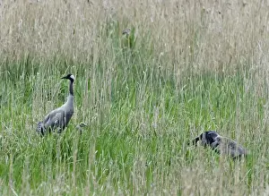 Lakenheath Prints: Common Crane Grus grus pair with chick at Lakenheath RSPB Reserve Suffolk May