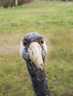 Common Crane Grus grus (wild) Norfolk winter