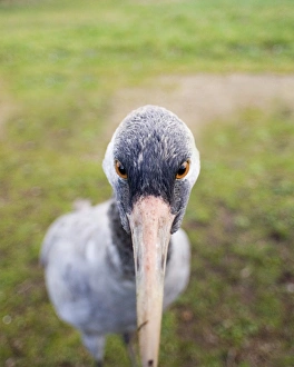Common Crane Grus grus (wild) Norfolk winter