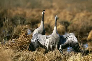 Courtship Prints: Common Cranes, Grus grus, in courtship prior to copulation, Hornsborga, Sweden, spring