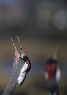 Wildlife Prints: Common Cranes Grus grus Sweden April