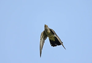 Flight Prints: Common Cuckoo Cuculus canorus male Norfolk