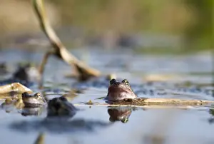 Frog Prints: Common Frog Rana temporania breeding in pond in spring Norfolk March