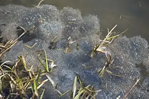 Frog Prints: Common Frog Rana temporania spawn in pond in spring Norfolk March