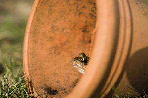 Common Frog Rana temporaria in flower pot in garden Norfolk UK autumn Common Frog Rana temporaria in flower pot in garden Norfolk UK autumn