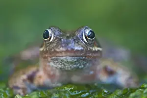 Wildlife Prints: Common Frog Rana temporaria in garden Norfolk UK June