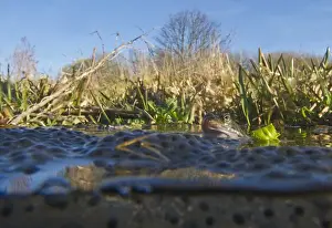 Frog Prints: Common Frog Rana temporaria with spawn in garden pond Norfolk March