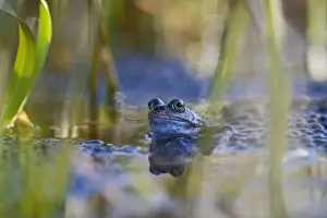 Common Frog Rana temporaria with spawn in garden pond Norfolk March