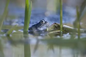 : Common Frog Rana temporaria with spawn in garden pond Norfolk March