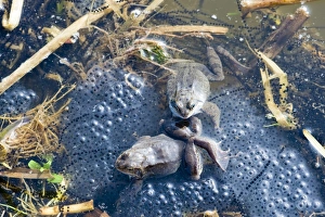 Common Frogs Rana temporania among both frog and toad spawn in pond in spring Norfolk Common Frogs Rana temporania among both frog and toad spawn in pond in spring Norfolk