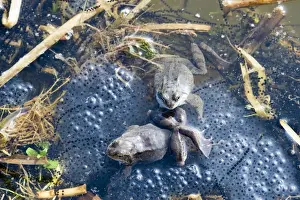 Frog Prints: Common Frogs Rana temporania among both frog and toad spawn in pond in spring Norfolk