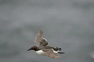 Common Guillemot or Common Murre, Uria aalge (Bridled Guillemot) Fowlsheugh RSPB
