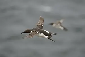 Rspb Prints: Common Guillemot or Common Murre, Uria aalge Fowlsheugh RSPB Reserve Scotland July