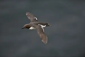 Common Guillemot or Common Murre, Uria aalge Fowlsheugh RSPB Reserve Scotland July