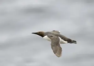 : Common Guillemot or Common Murre, Uria aalge Fowlsheugh RSPB Reserve Scotland July