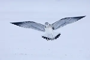 Gull Prints: Common Gull Larus canus 1st winter coming in to land Northumberland January