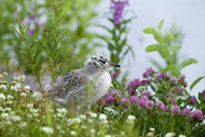 Gull Prints: Common Gull Larus canus juvenile Finland summer