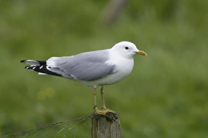 Common Gull Larus canus Shetland June